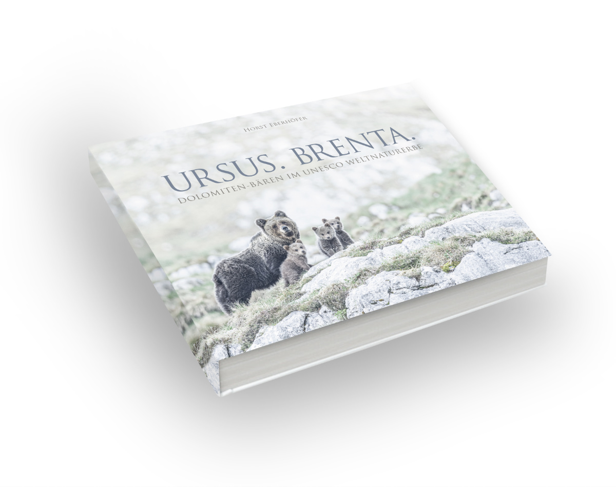 Ursus